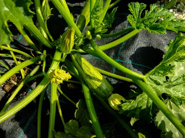 Fioritura Frutti Maturi Zucchine Giardino Estate — Foto Stock