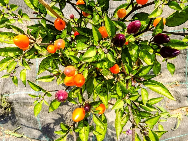Foto Bild Einer Mehrfarbigen Chilipflanze — Stockfoto