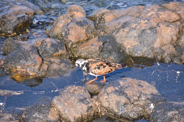 Pássaro Aquático Adulto Kentish Plover Perto Uma Praia Rocha — Fotografia de Stock