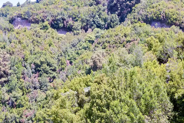 Foto Green High Pine Tree View — Stock fotografie