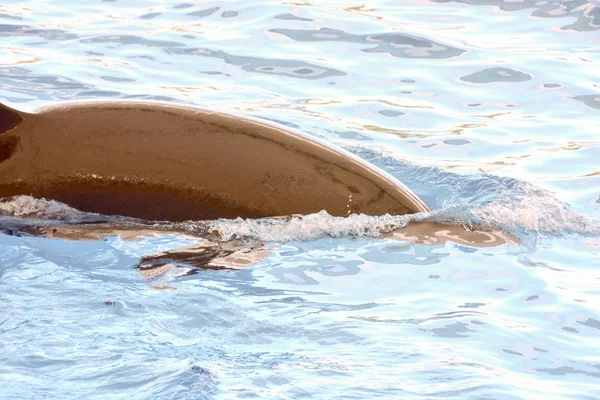 Foto Foto Pez Ballena Asesino Orca Mamífero — Foto de Stock