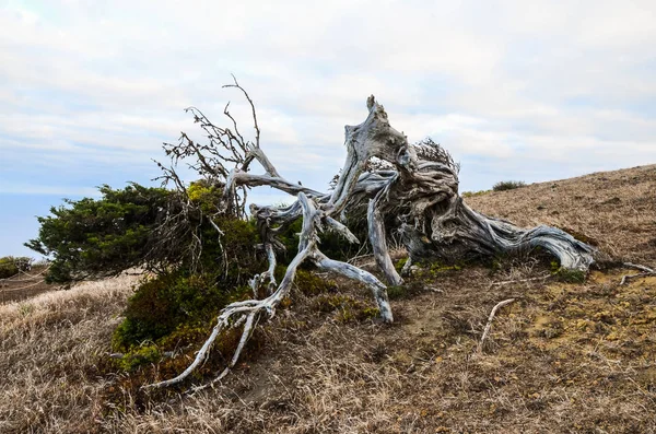 Gnarled jeneverbes boom gevormd door de wind — Stockfoto