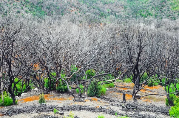 スペインのカナリア諸島における森林火災の影響 — ストック写真