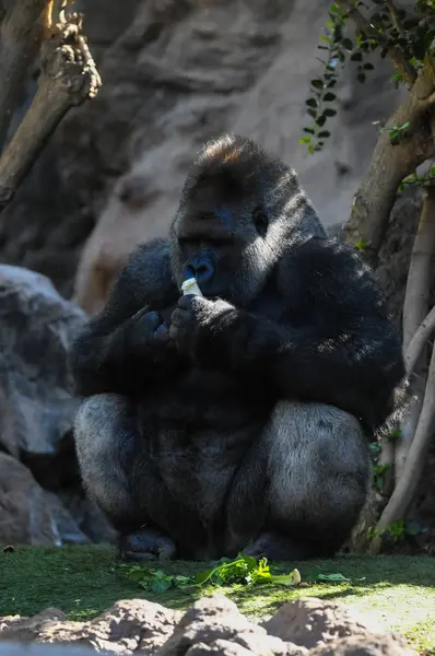 Fuerte Adulto Negro Gorila Suelo Verde —  Fotos de Stock