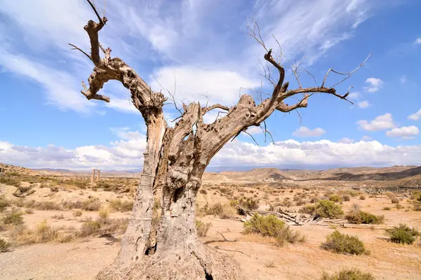 Foto Bellissimo Paesaggio Desertico Asciutto — Foto Stock