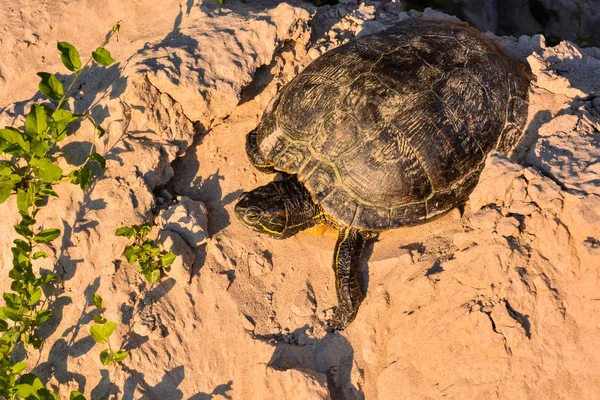 Trachemys Scripta Elegans Kaplumbağası — Stok fotoğraf