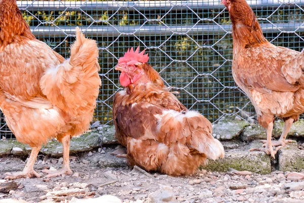 Pássaro animal de frango italiano — Fotografia de Stock