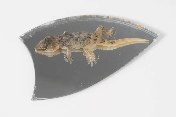 One Small Gecko Lizard and Mirror — Stock Photo, Image