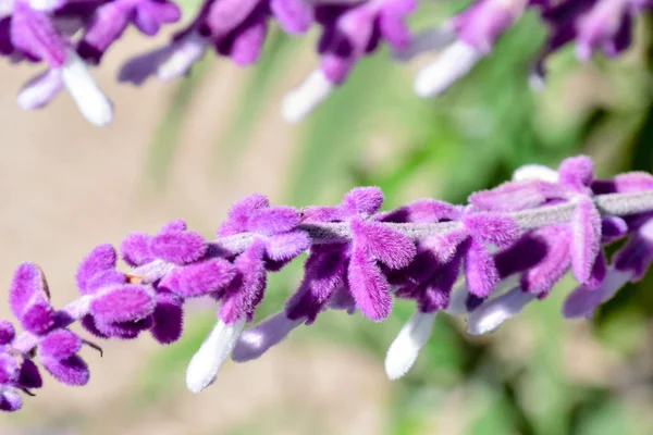 Foto Foto Del Hermoso Fondo Flores Flor —  Fotos de Stock