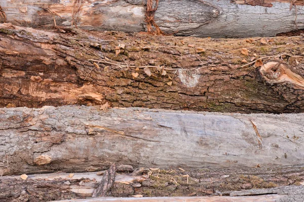 Foto Della Bella Texture Legno Sfondo — Foto Stock