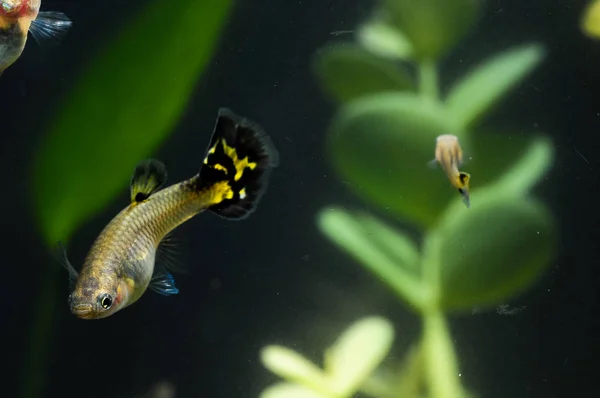 Guppy Flerfärgad Fisk Ett Tropiskt Akvarium — Stockfoto
