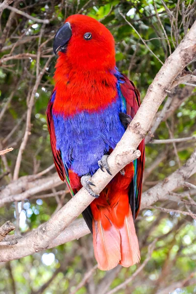 Photo Picture Beautiful Colored Tropical Parrot — Stock Photo, Image