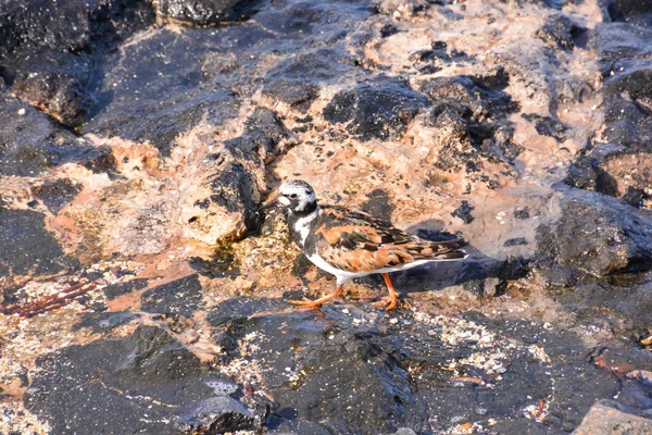石滩附近一只成年肯蒂什水鸟 — 图库照片