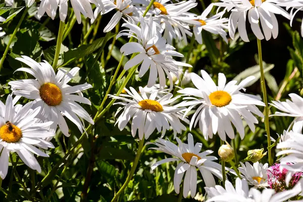 Foto Van Mooie Bloeiende Bloem Achtergrond — Stockfoto