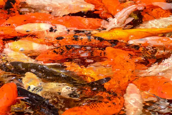 Foto Bild Von Karpfen Fisch Textur Hintergrundmuster — Stockfoto