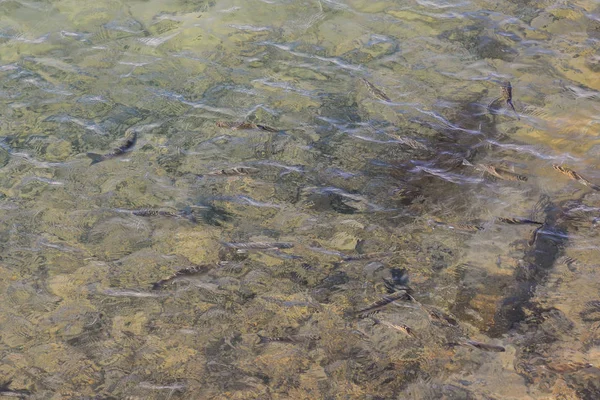 Immagine Del Modello Acqua Texture Sfondo — Foto Stock