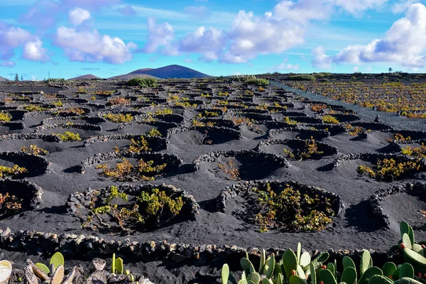ランサローテのスペインの風景熱帯火山カナリア諸島スペイン典型的なブドウ園 — ストック写真
