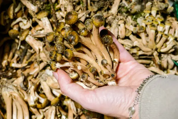 Nyskördade karljohansvamp svamp bakgrund ätliga svampar — Stockfoto