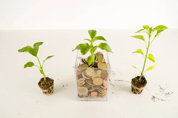 Planta Creciendo Ahorros Monedas Inversión Concepto Interés —  Fotos de Stock