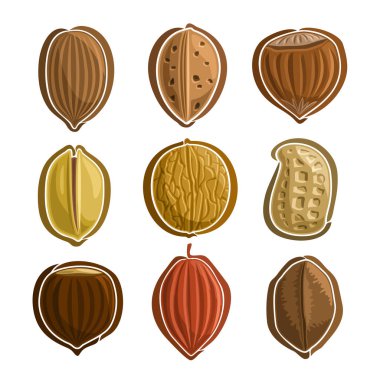 Set fındık Logo vektör