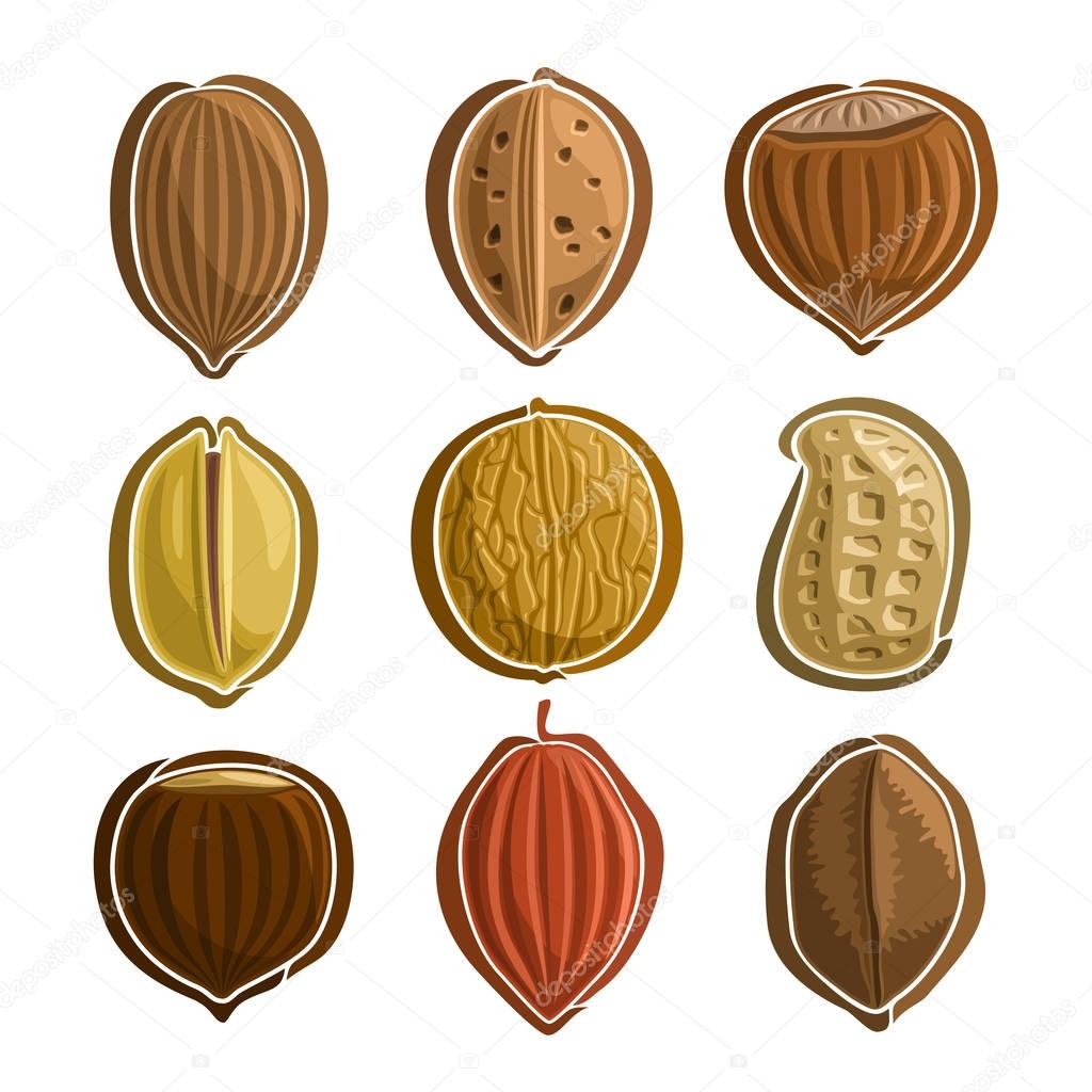 Vector Set Nuts Logo: pecan, almond, hazelnut filbert, pistachio, walnut, peanut groundnut, chestnut, cocoa, brazil nut; abstract primitive simplistic nuts logo or icon, hazel nutlet isolated on white