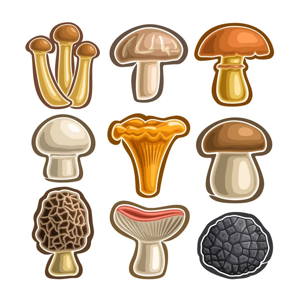 Векторный набор икон съедобные грибы — стоковый вектор