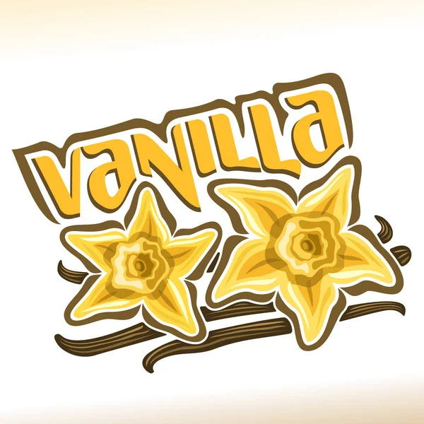 Vector logo for Vanilla — Stock Vector