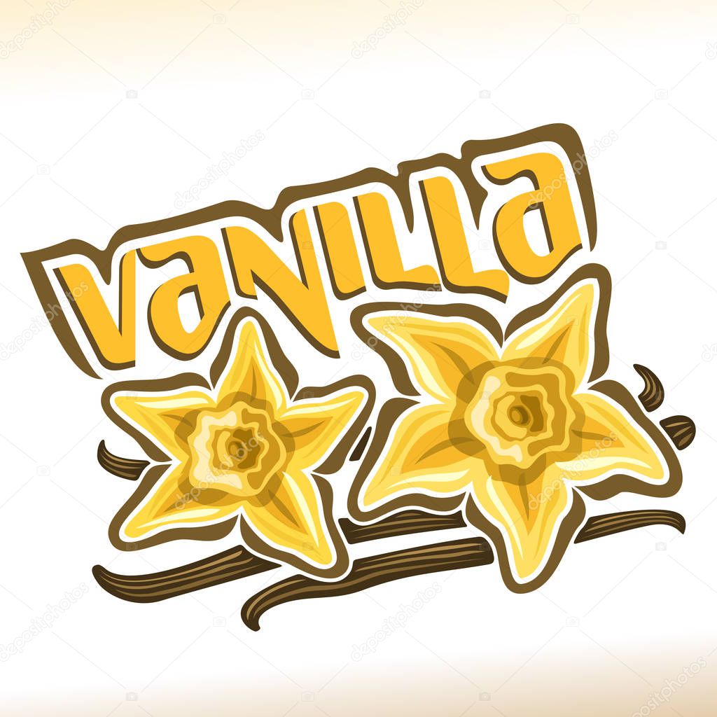 Vector logo for Vanilla: 2 yellow buds of aromatic flowers on brown dried sticks pod, poster for cooking spice with title - vanilla, label for dessert product with vanilla flavor on white background.