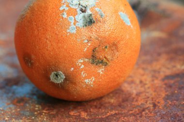 Turuncu rot Cadılar Bayramı gün