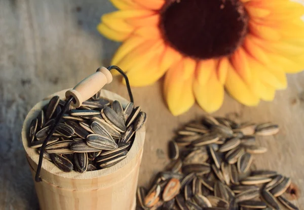 Un mucchio di semi di girasole — Foto Stock