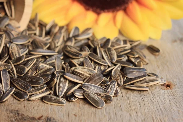 Un tas de graines de tournesol — Photo