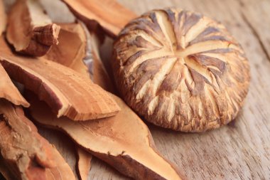 Ganoderma Lucidium ahşap üzerinde