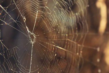 Vintage için örümcek ağı arka plan