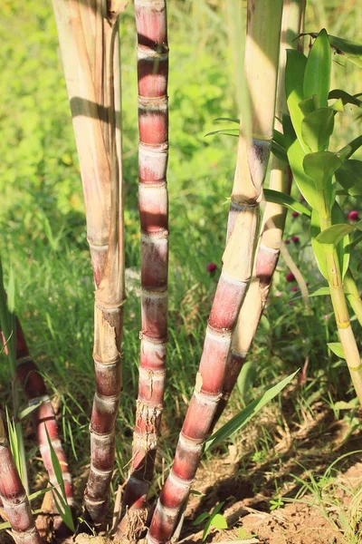 Suikerriet boom in de natuur — Stockfoto