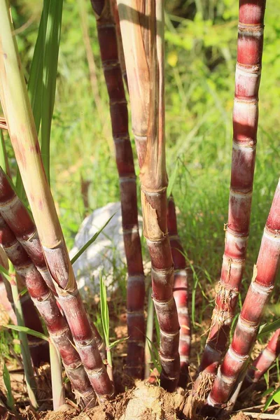 Caña de azúcar en la naturaleza —  Fotos de Stock