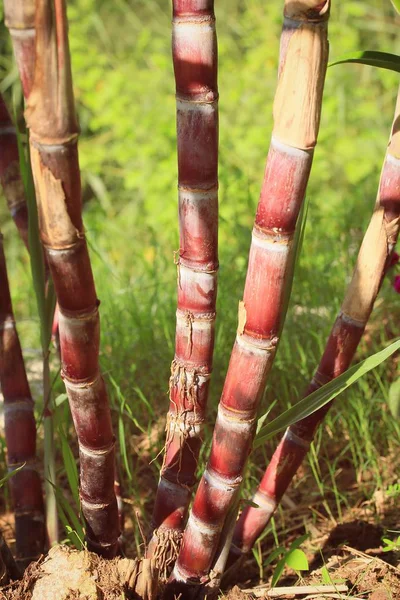 Suikerriet boom in de natuur — Stockfoto