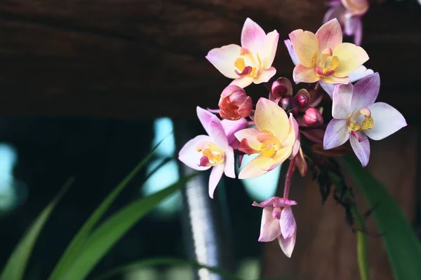 Flor de orquídea en la naturaleza —  Fotos de Stock