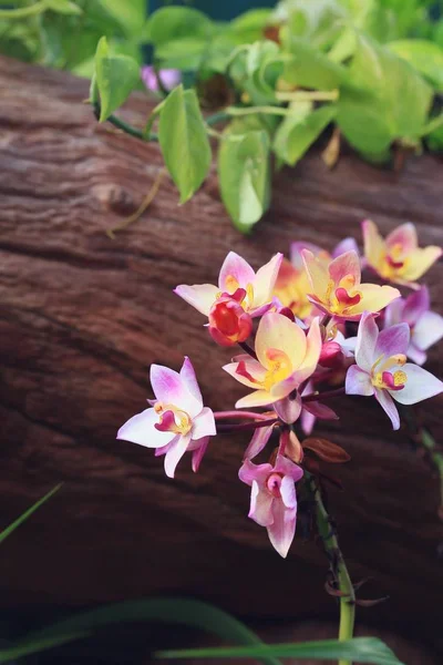 Orchid blomst i naturen - Stock-foto