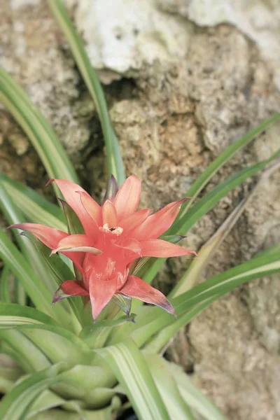 Fleur broméliée dans la nature — Photo