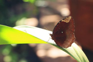 arka plan örümcek web vintage