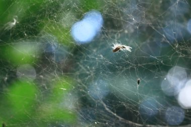 arka plan örümcek web vintage