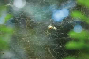 arka plan örümcek web vintage