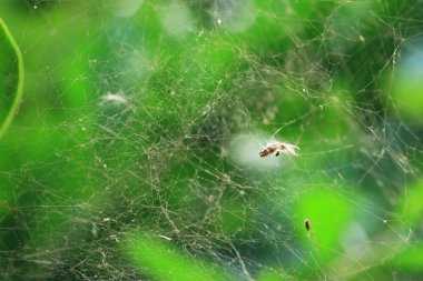 arka plan örümcek web vintage