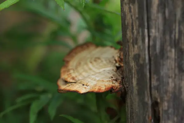 美丽自然的蘑菇 — 图库照片