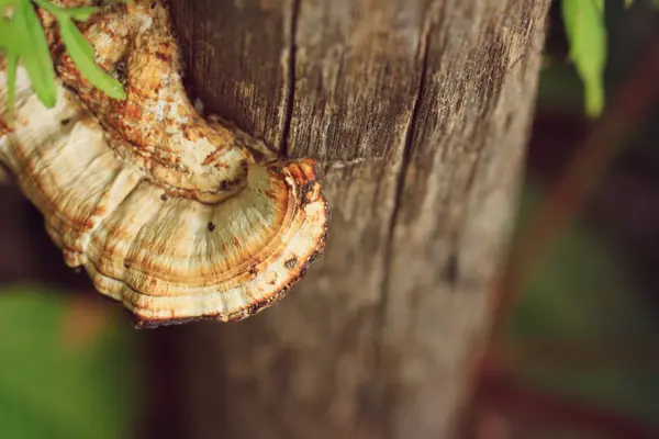 Mantar güzel doğa — Stok fotoğraf