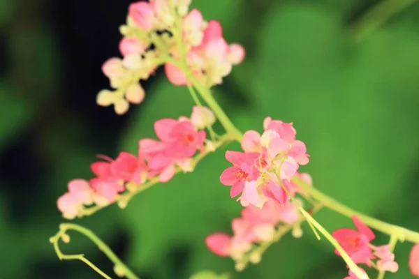 Roze bloemen in de natuur — Stockfoto