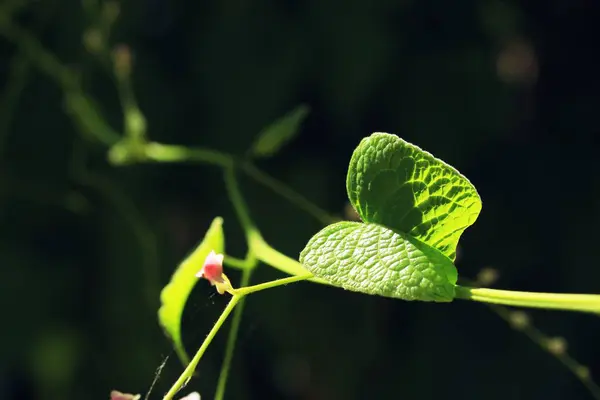 Green leaves in nature — Stock Photo, Image