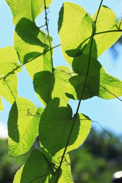 Groene bladeren in de natuur — Stockfoto