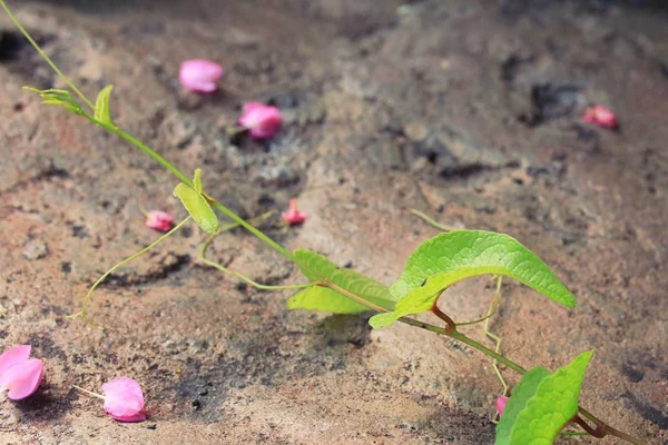 Flores rosadas en la naturaleza —  Fotos de Stock