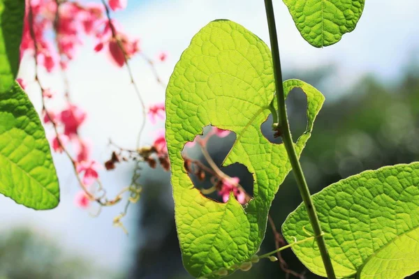 Roze bloemen in de natuur — Stockfoto